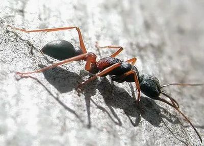 Уничтожение муравьев Железнодорожный